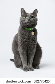 Cat Collar Images, Stock Photos 