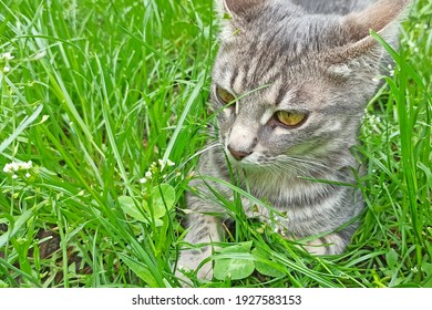 Grey Cat In Green Grass In Summer