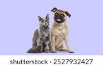 Grey cat and happy puppy pug dog panting mouth wide open sitting on purple backgroung