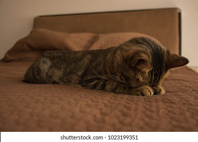 Grey Cat Hiding Face And Slepping On Bed