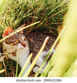 Grey Cat Hiding In The Grass