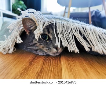 Grey Cat Hiding Under Rug