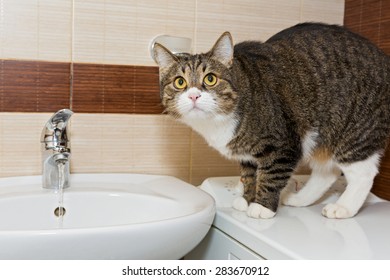 Grey Cat Interest Water From The Faucet In The Sink