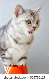 Grey Cat Licking Lips Near Orange Cat Bowl