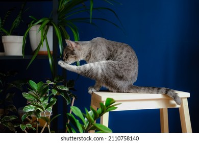 Grey Cat Licks In Room With A Lot Of House Plants.