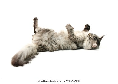 Cat Lying On Back Images Stock Photos Vectors Shutterstock