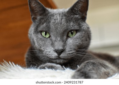 Grey cat looking at the camera