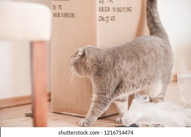 Grey Cat Is Looking At Furniture Assembly Box For His New Cat Play Hause In Living Room Indoors