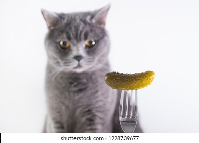Grey cat looking at marinated pickle on the fork on white background.