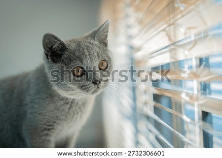 A grey cat is looking out of a window. The cat is staring at something outside, and its eyes are wide open. The scene is calm and peaceful, with the cat being the main focus of the image
