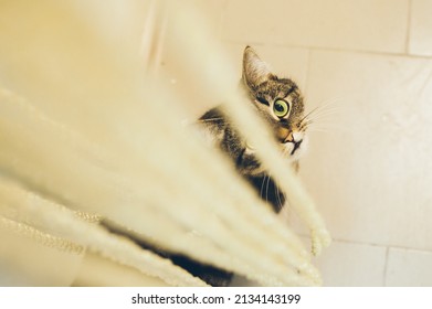 1,207 Cat behind the curtain Images, Stock Photos & Vectors | Shutterstock