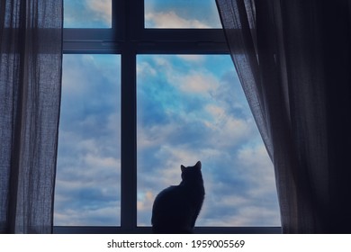 Grey cat looks out the window with white clouds on the blue sky, silhouette