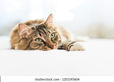 500 Kot Kotek Pictures Royalty Free Images Stock Photos And Vectors