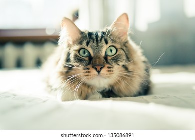 Grey Cat Lying On Bed