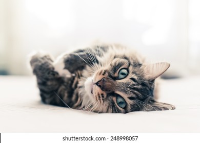 Grey Cat Lying On Bed