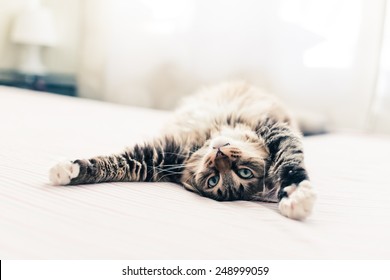 Grey Cat Lying On Bed And Stretching