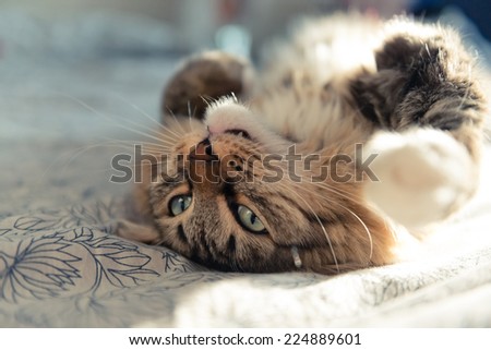 Similar – Fluffy cat lies snugly on the back, top view