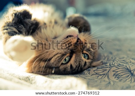 Similar – Fluffy cat lies snugly on the back, top view