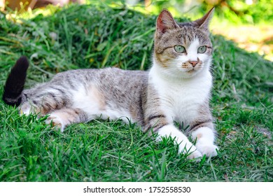 Grey Cat Is Lying On A Green Grass.