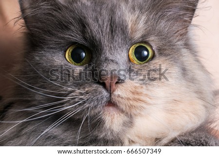 Grey cat. The muzzle of a cat. Cat's eyes