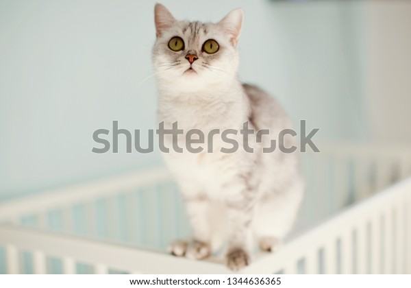 Grey Cat On Baby Crib Stock Photo Edit Now 1344636365