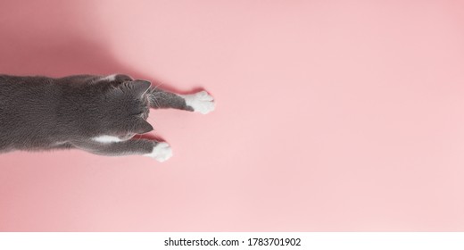 Grey Cat On Pink Background, Looks And Stretches Paw. Copy Space, Banner, Top View.