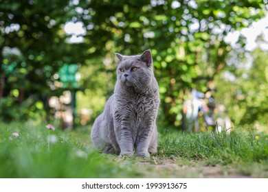 grey cat on sitting on the grass, sunny day, country house - Powered by Shutterstock