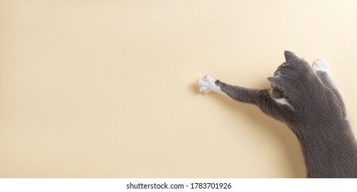 Grey Cat On Yellow Background, Looks And Stretches Paw. Copy Space, Banner, Top View.