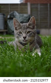 Grey Cat Outside In Grass With Tongue Sticking Out.