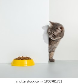 Grey cat peeps out of the corner, animal emotions, looks at bowl of food, on a white background, concept. Copy space.