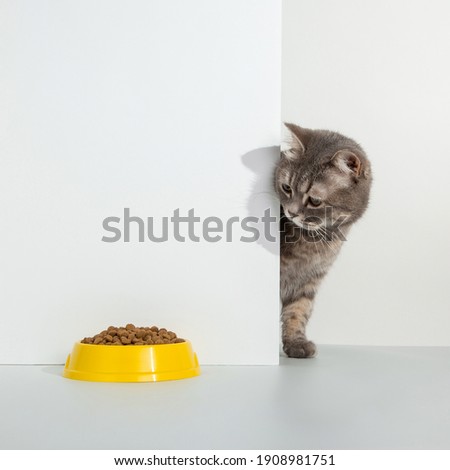 Grey cat peeps out of the corner, animal emotions, looks at bowl of food, on a white background, concept. Copy space.