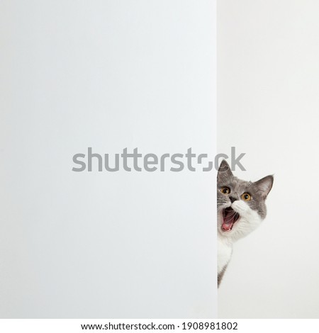 Grey cat peeps out of the corner, animal emotions, on white background, pet concept. Copy space.