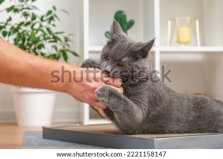 A grey cat is playing with a man's hand. The cat bites the man's hand. A playful grey cat. The grey cat protects his toy.