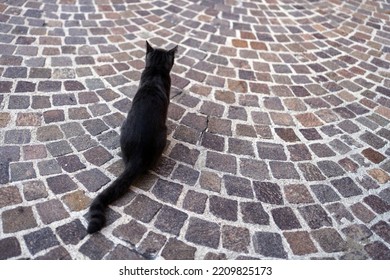 Grey Cat Portrait Outdoors Sit On Cobblestone Ground.