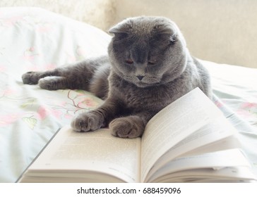 A Grey Cat Reading A Book