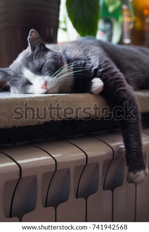 Grey cat relaxing on a warm radiator