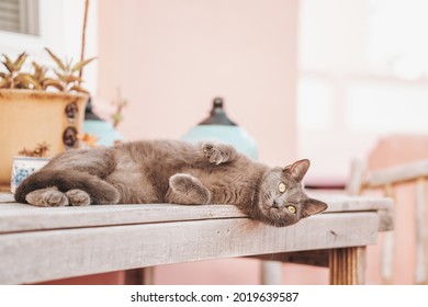 Grey Cat Relaxing Outside On A Table