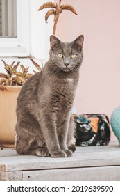 Grey Cat Relaxing Outside On A Table