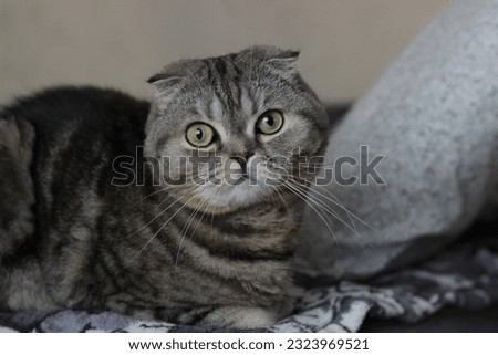 grey cat scottishfold drooping ears long mustache