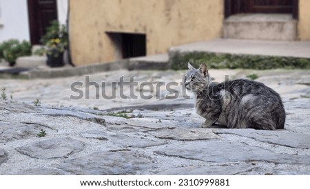 А grey cat sits on an ancient road and watching Сток-фото © 