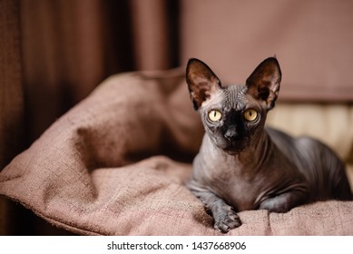 Grey Cat Sitting In An Armchair. Canadian Spynx Bold Cat Having Rest. 