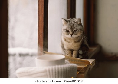 Grey cat sitting on the windowsill looking at the weather through the window. Cup of hot tea and an open book with a warm sweater on a vintage wooden windowsill. Cozy home concept. Sweet home. - Shutterstock ID 2366401053