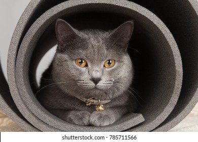 Grey Cat Sitting In A Twisted Yoga Mat.