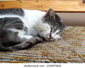 Grey cat sleeping on a bench 