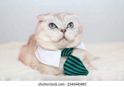 Grey cat in a tie on a white background. Cute business kitten portrays an office worker. Funny pets in clothes. - Shutterstock ID 2240440485
