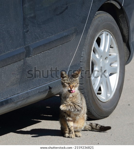 A grey cat with its tongue hanging out sits at\
the back wheel of a black car