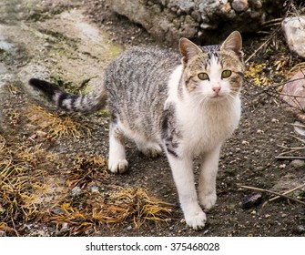 Grey Cat White Mustache Countryside Stock Photo Edit Now