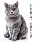 A grey cat with yellow eyes is sitting on a white background. The cat