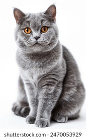 Un gato gris con ojos amarillos está sentado sobre un fondo blanco. Los ojos del gato están bien abiertos, lo que le da un aspecto curioso y alerta