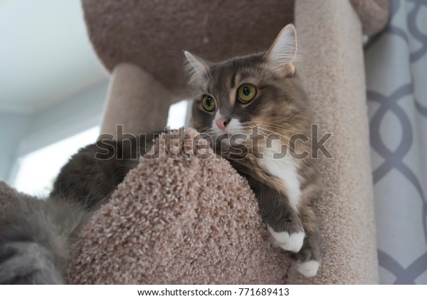 Grey Cat Yellow Eyes White Chest Stock Photo Edit Now 771689413